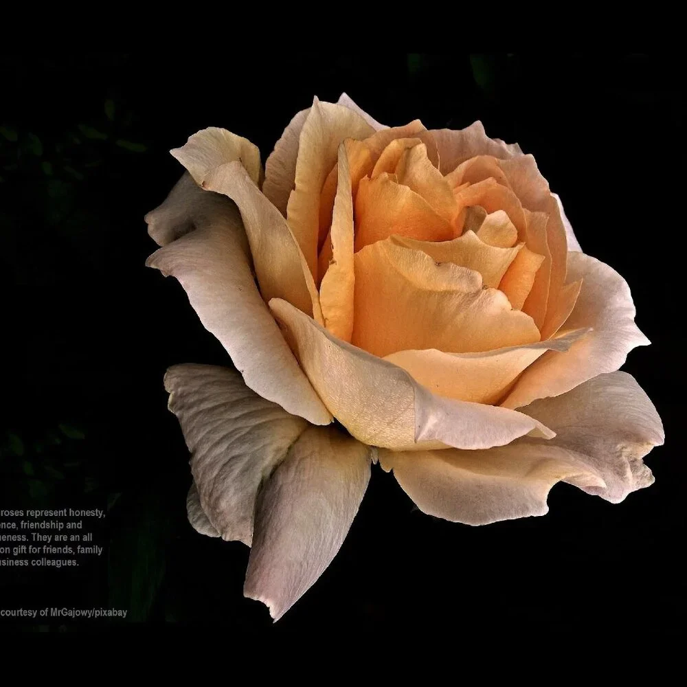 2027 Rose Calendar Beautiful Flower Photography Floral Garden Wall Calendar Gift